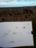 Gull-sketches-Carrie-Sanderson-Artist
