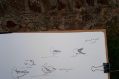 Gull-sketches-Carrie-Sanderson-Artist