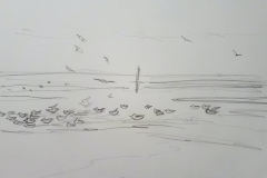 Gulls-Sketch-Belhaven-Carrie-Sanderson-Artist