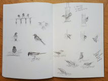 Pencil-Studies-Garden-Birds-Carrie-Sanderson-Artist