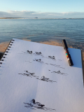 Sketching-wigeons-at-high-tide-Carrie-Sanderson-Artist