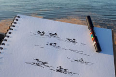 Sketching-wigeons-at-high-tide-Carrie-Sanderson-Artist