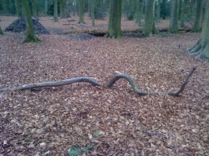 Branch or Snake