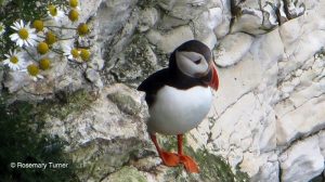 Puffin at Bempton Cliffs by Rosemary Turner