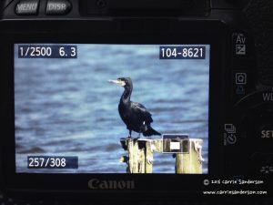 Cormorant On Camera