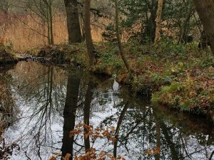 heron-in-the-woods-the-netherlands-december-2016