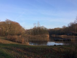 lake-and-woods-the-netherlands-december-2016